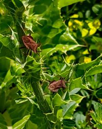 Close-up of butterfly on plant