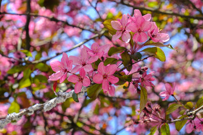 Close-up of pink cherry blossoms in spring