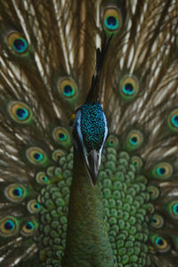 Close-up of peacock