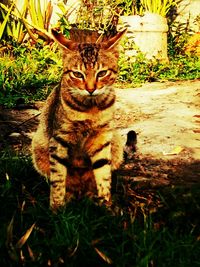 Portrait of cat sitting outdoors