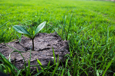 Close-up of plants on field