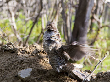 Side view of a grey morph ruffed grouse standing on a mound of earth drumming 