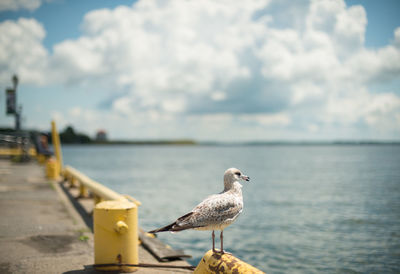 Seagull perching on a sea