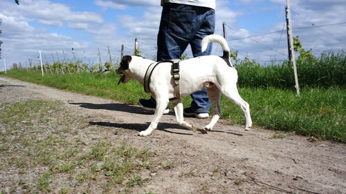 Full length of a dog walking on road