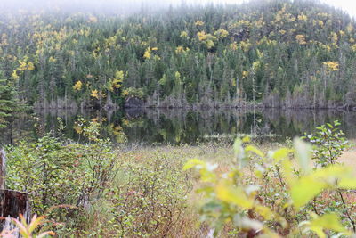 Plants growing on field by lake