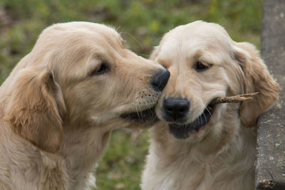 Close-up of golden retrievers with stick in mouth at back yard