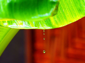 Close-up of wet leaf