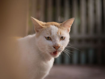 Close-up of cat looking away