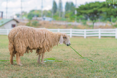 Closeup of long wool sheep on the farm.