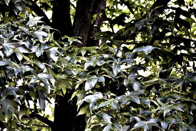 Low angle view of plants