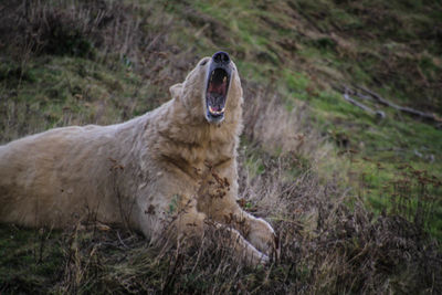 Horse yawning on field