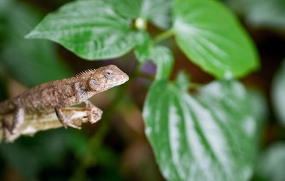 Close-up of lizard on leaves