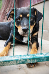 Close-up of dog