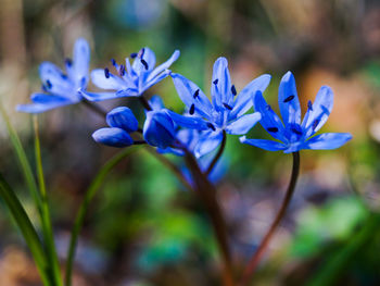 Close-up of purple flowers blooming against blue sky