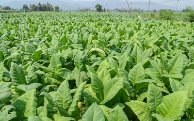 View of corn field