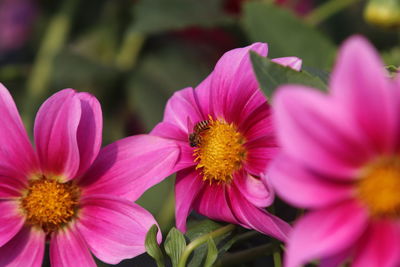 Close-up of pink cosmos flowers