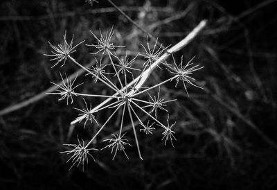 View of trees at night