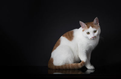 Portrait of cat sitting against black background