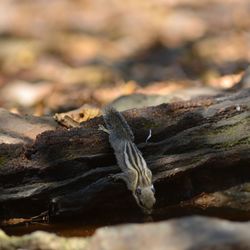 Close-up of lizard on tree