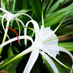 Close-up of white flowers