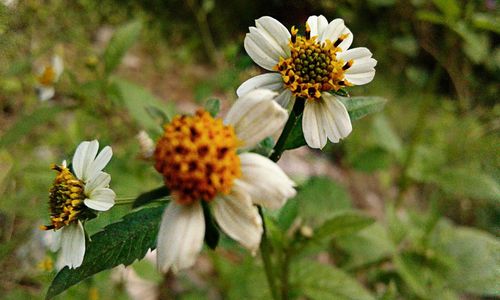 Close-up of flowers blooming outdoors