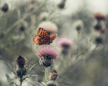 Close-up of wilted thistle