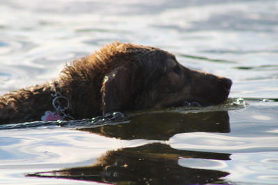 Dog swimming in lake