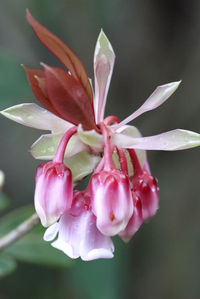 Close-up of pink flowering plant