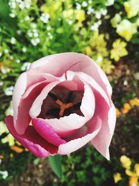 Close-up of pink flower