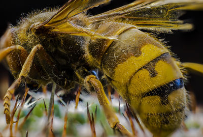 Close-up of bee pollinating