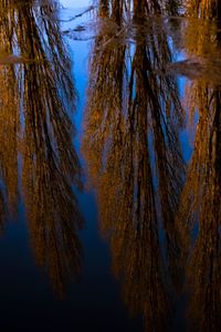 Low angle view of trees against sky