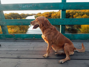 View of a dog looking away