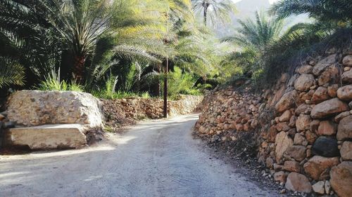 Surface level of road along trees