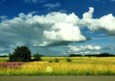 Scenic view of grassy field against sky