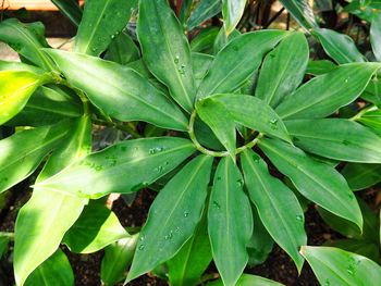 Close-up of raindrops on plant