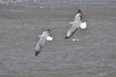 Seagulls flying over the water