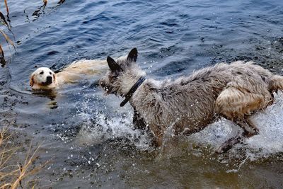 Dog in water