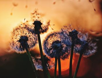 Close-up of wilted dandelion against sky during sunset