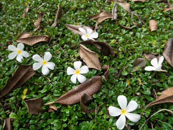 Close-up of white flowering plants on field