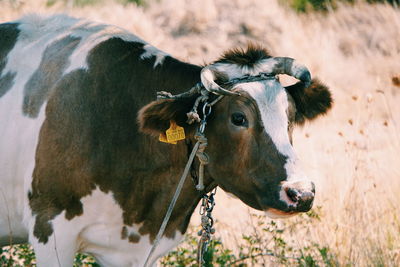 Cow in a field