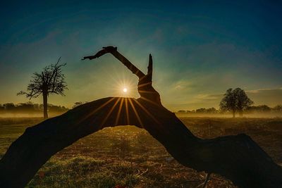 Sun shining through tree at sunset