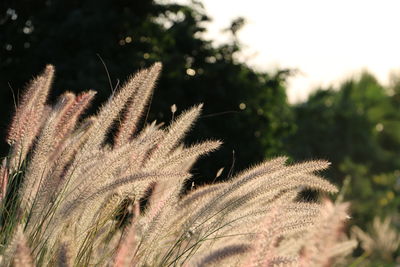 Close-up of plant