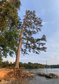 Tree by sea against sky