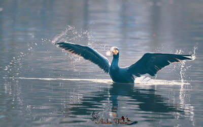 Duck swimming in a lake