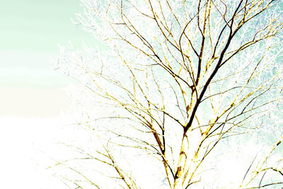 Low angle view of bare tree against sky during winter