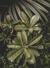 High angle view of green leaves on plant