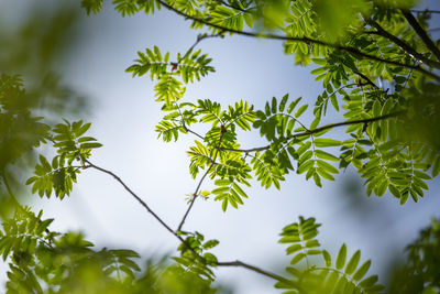 Beautiful rowan tree branches with leaves during spring season.