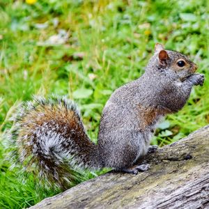 Close-up of squirrel on rock