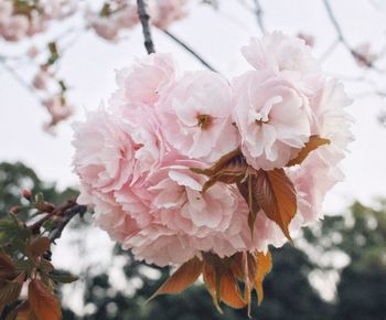 Close-up of pink cherry blossoms