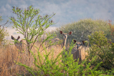 View of sheep on field